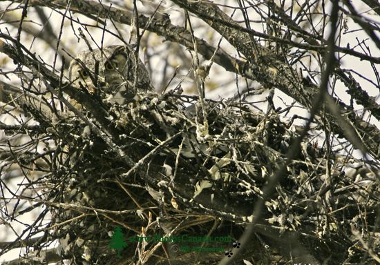 Great Horned Owl in Nest, British Columbia, Canada CM11-005