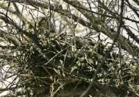 Great Horned Owl in Nest, British Columbia, Canada CM11-005