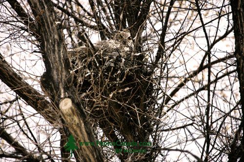 Great Horned Owl in Nest, British Columbia, Canada CM11-006 
