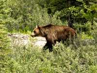 Grizzly Bear CM11-08
