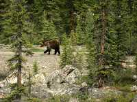 Grizzly Bear CM11-06

