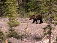 Grizzly Bear CM11-05
