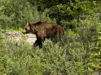 Grizzly Bear CM11-04
