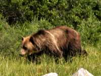 Grizzly Bear CM11-01