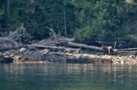 Grizzly Bear, Princess Royal Island, Inside Passage, British Columbia, Canada CM-01