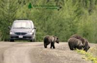 Highlight for Album: Grizzly Bear with Cubs, Tweedsmuir Park, British Columbia, Canada, Canadian Wildlife Stock Photos