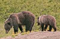 Grizzly Bear with Cubs CM11-007
