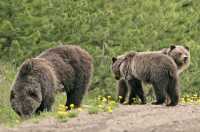 Grizzly Bear with Cubs CM11-008