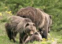 Grizzly Bear with Cubs CM11-010