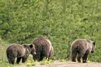 Grizzly Bear with Cubs CM11-011