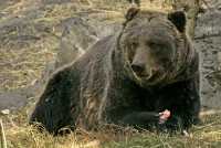Grizzly Bear, Calgary Zoo, Alberta CM11-03