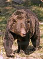 Grizzly Bear, Calgary Zoo, Alberta CM11-05