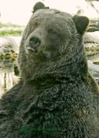 Highlight for Album: Grizzly Bears, Calgary Zoo, Alberta - IMAGES NOT FOR SALE