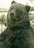 Grizzly Bear, Calgary Zoo, Alberta CM11-08