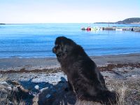 Rocky Harbour, Gros Morne National Park, Newfoundland, Canada 09
( Newfoundlander Dog Bailey poses for me )