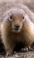 Ground Squirrel, Mount Norquay, Banff Park, Alberta, Canada CM11-001