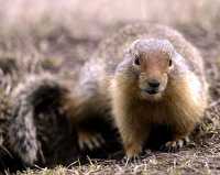 Ground Squirrel, Mount Norquay, Banff Park, Alberta, Canada CM11-002