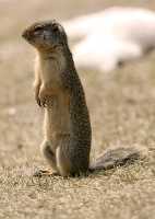 Ground Squirrel, Mount Norquay, Banff Park, Alberta, Canada CM11-003