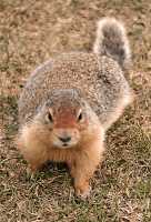 Ground Squirrel, Glacier National Park CM11-14