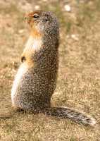 Ground Squirrel, Glacier National Park CM11-13