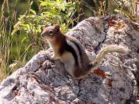 Golden Mantled Ground Squirrel 12
