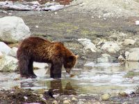 Grizzly Cub, Grouse Mtn Refuge for Endangered Wildlife, British Columbia, Canada 03
