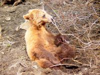 Grizzly Cub, Grinder, Grouse Mtn Refuge for Endangered Wildlife, British Columbia, Canada 01