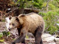 Grizzly Cub, Coola, Grouse Mtn Refuge for Endangered Wildlife, British Columbia, Canada 02