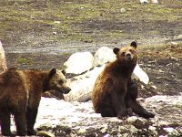 Grizzly Cubs, Grouse Mtn Refuge for Endangered Wildlife, British Columbia, Canada 04