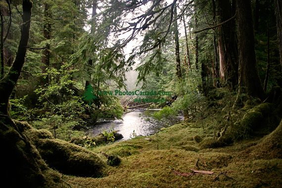 Rainforest, Gwaii Haanas National Park Reserve, British Columbia, Canada CM11-004