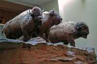 Head Smashed in Buffalo Jump, Alberta, Canada CMX-002