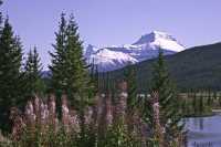 Icefields Parkway, 2011, Banff & Jasper National Parks, Alberta, Canada CM11-047