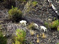 Mountain Goat Band, Lillooet, British Columbia, Canada 07