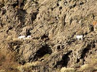 Mountain Goat Band, Lillooet, British Columbia, Canada 08