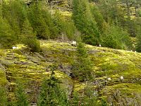 Squamish Valley Goats 10