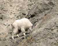 White Mountain Goat, British Columbia, Canada CM11-001