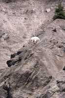 White Mountain Goat, British Columbia, Canada CM11-002