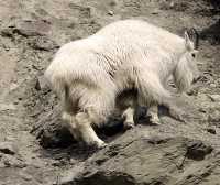 White Mountain Goat, British Columbia, Canada CM11-003