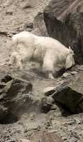 White Mountain Goat, British Columbia, Canada CM11-004