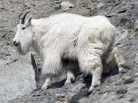 White Mountain Goat, British Columbia, Canada CM11-005