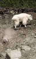 White Mountain Goat, British Columbia, Canada CM11-006