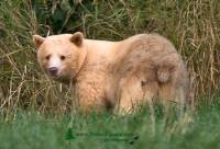 Highlight for Album: Kermode Bear Photos, Spirit Bear, Ghost Bear, Northern British Columbia, Canadian Wildlife Stock Photos
