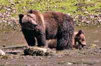 Female Grizzly Bear and Cub, Khutzeymateen Grizzly Bear Sanctuary, British Columbia, Canada CM11-28