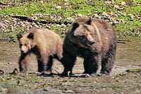 Female Grizzly Bear and Cub, Khutzeymateen Grizzly Bear Sanctuary, British Columbia, Canada CM11-27