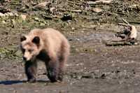Grizzly Cub, Khutzeymateen Grizzly Bear Sanctuary, British Columbia, Canada CM11-61