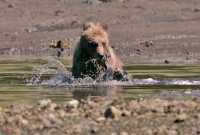 Grizzly Cub Playing, Khutzeymateen Grizzly Bear Sanctuary, British Columbia, Canada CM11-57