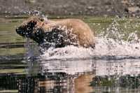 Grizzly Cub Playing, Khutzeymateen Grizzly Bear Sanctuary, British Columbia, Canada CM11-55