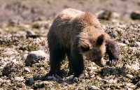 Grizzly Cub Foraging, Khutzeymateen Grizzly Bear Sanctuary, British Columbia, Canada CM11-52