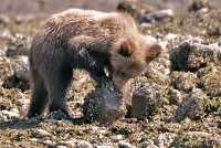 Grizzly Cub Foraging, Khutzeymateen Grizzly Bear Sanctuary, British Columbia, Canada CM11-51