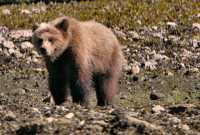 Grizzly Cub, Khutzeymateen Grizzly Bear Sanctuary, British Columbia, Canada CM11-50